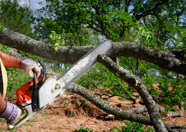 Professional Tree Services in Smithton, IL